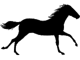 Mojo Equestrian